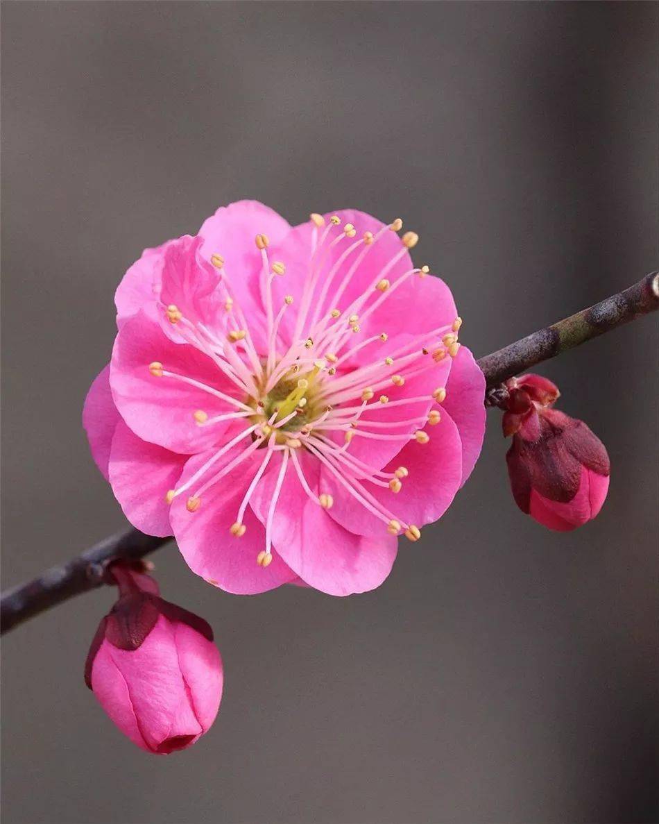 冬去春会来 雪化花会开