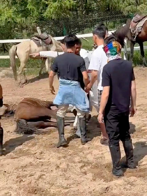 首次目睹骑士风采，骑马救援的震撼瞬间