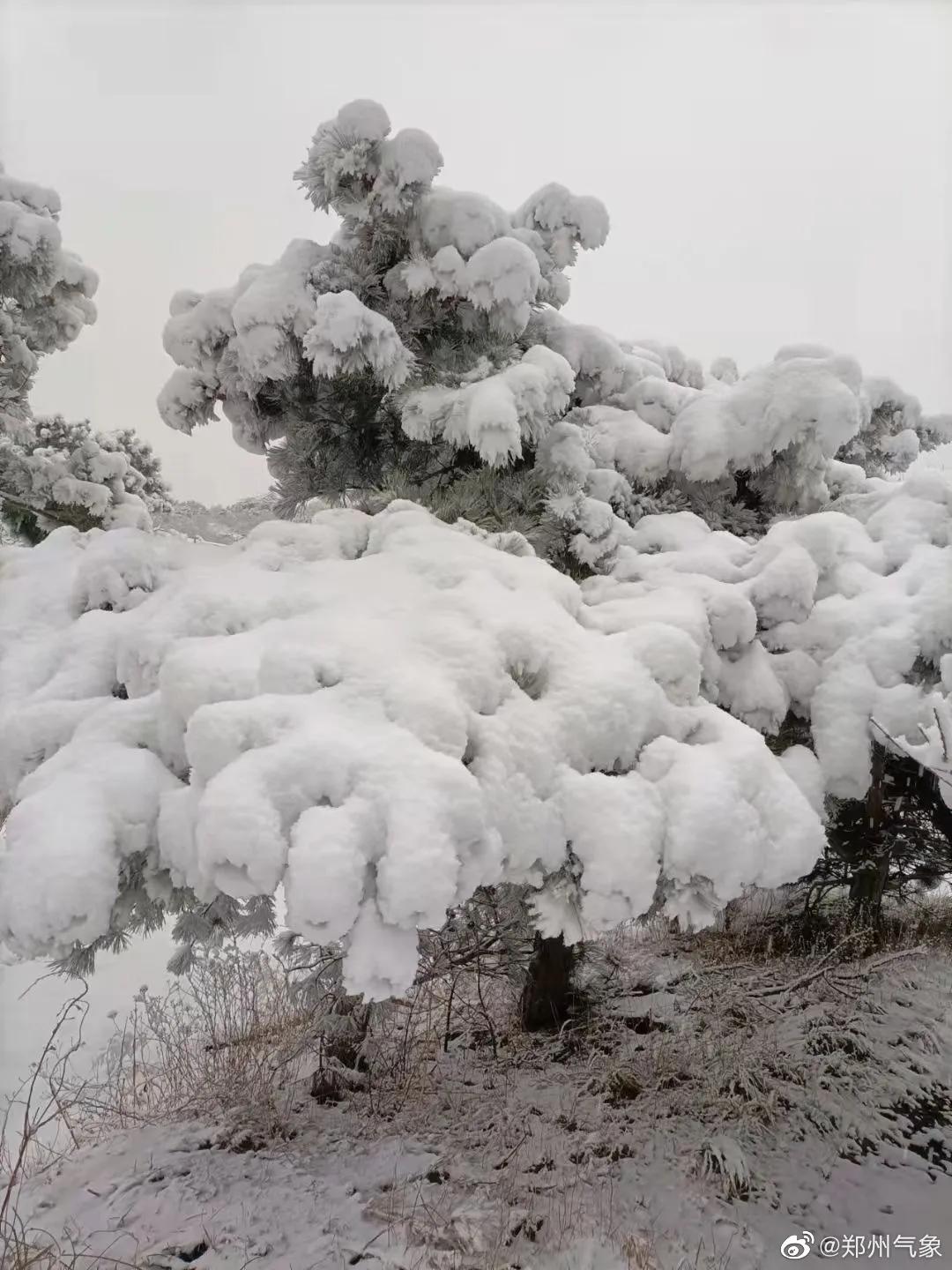 郑州突降大雪！市民惊呼，这场雪藏着什么惊人秘密？