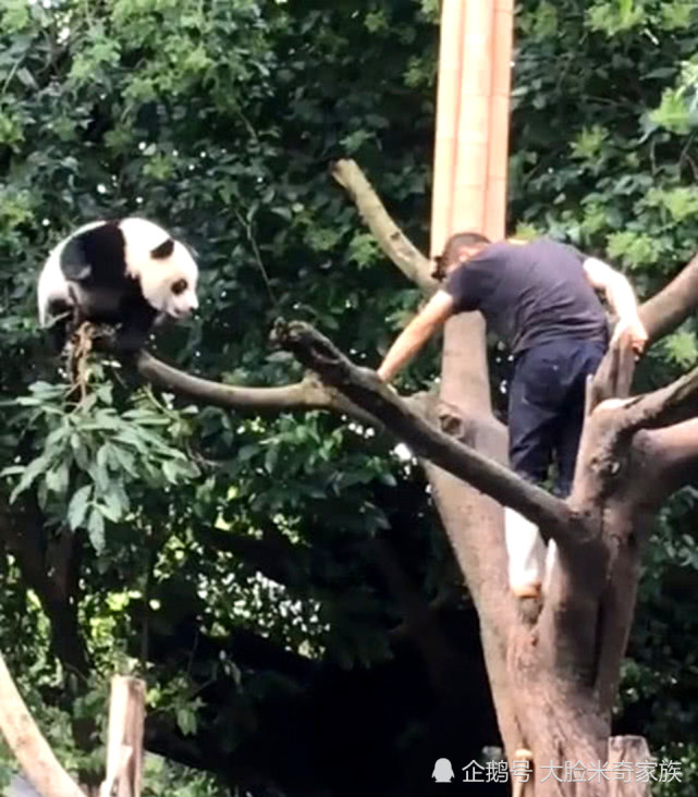 饲养员无情禁令！熊猫怒撕树皮泄愤，背后真相令人震惊！