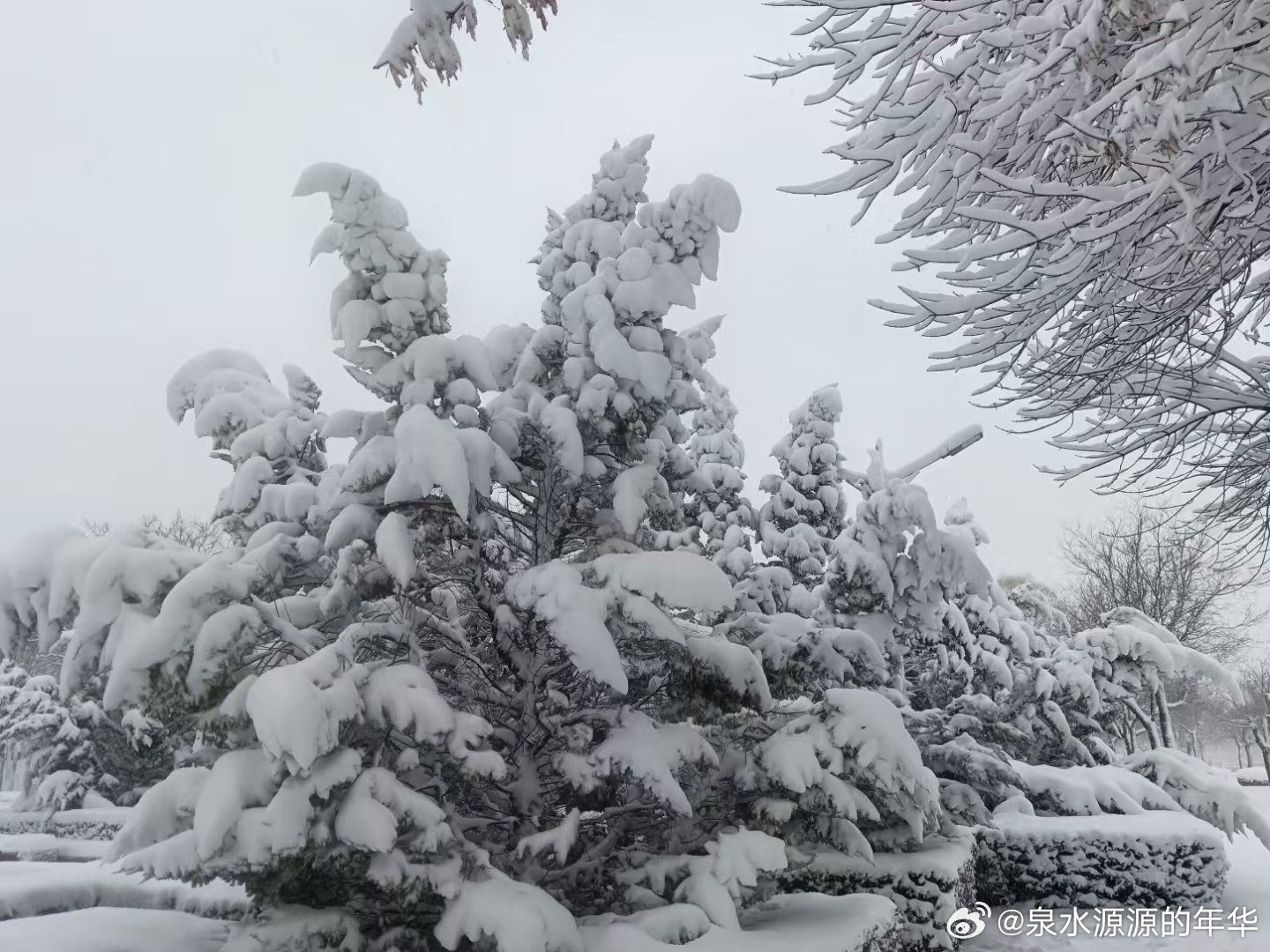 惊！济南暴雪竟下了387个大明湖！市民，这场雪到底有多恐怖？