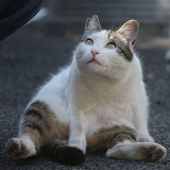 饿到发抖仍不忘撒娇！流浪猫的暖心举动让人泪目，背后真相竟是...