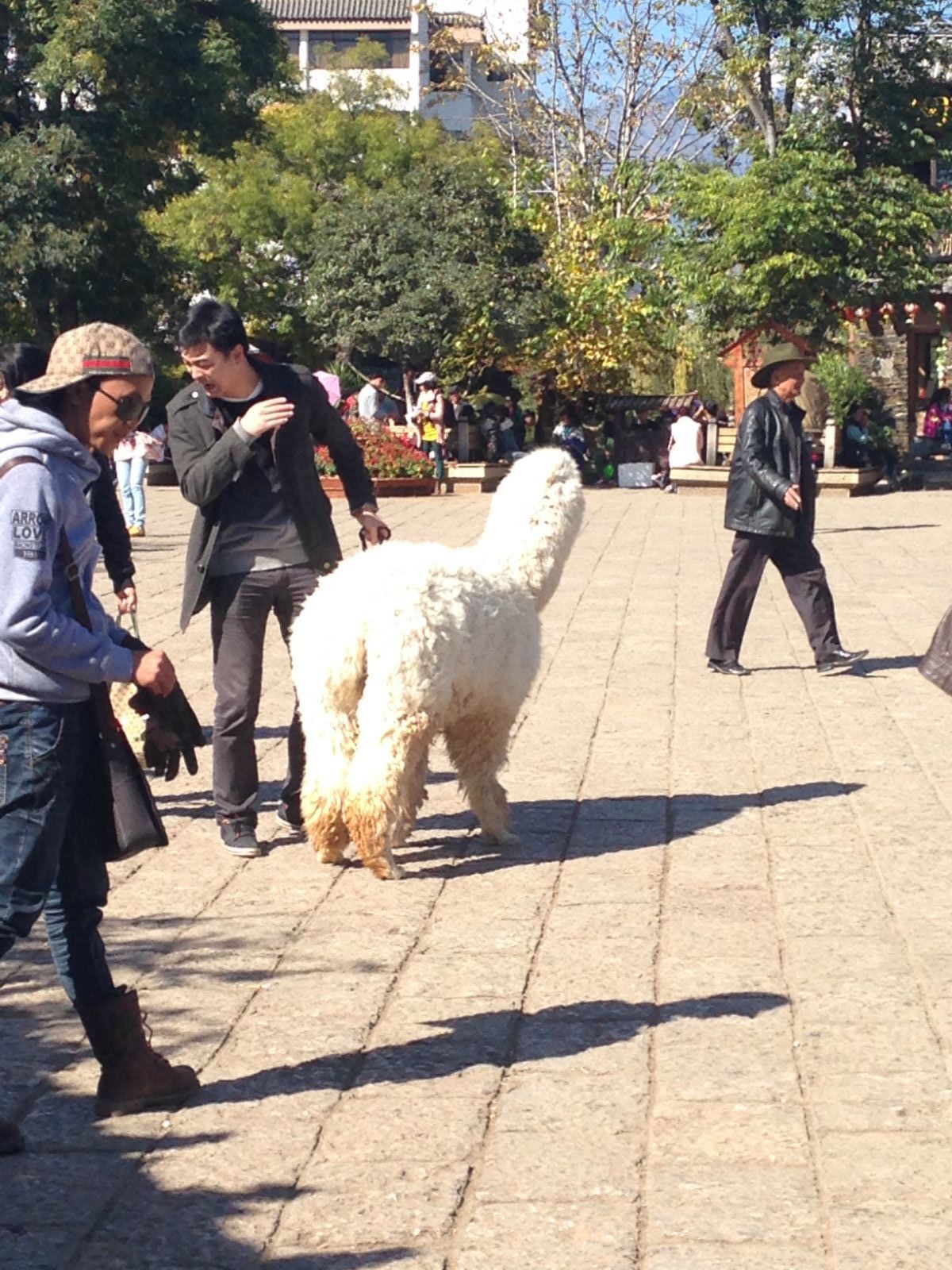 街道办回应马帮旅拍当街爆踢羊驼